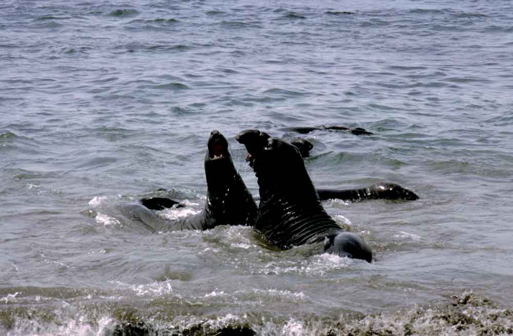 Elefante Marino - EEUU 2.jpg